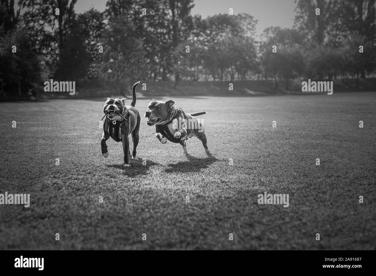 Two dogs chasing a stick in the park in the summer two staffordshire bull terriers in the park black and white photo Stock Photo