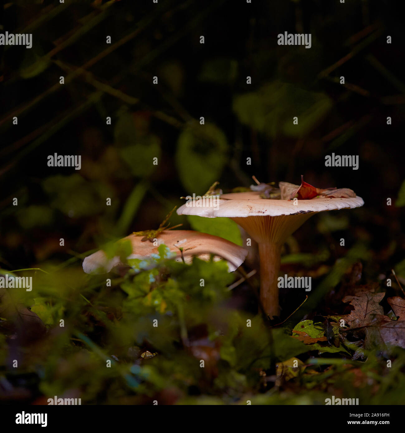 Fungi Mushrooms on a forest florr with shallow depth of field Stock Photo