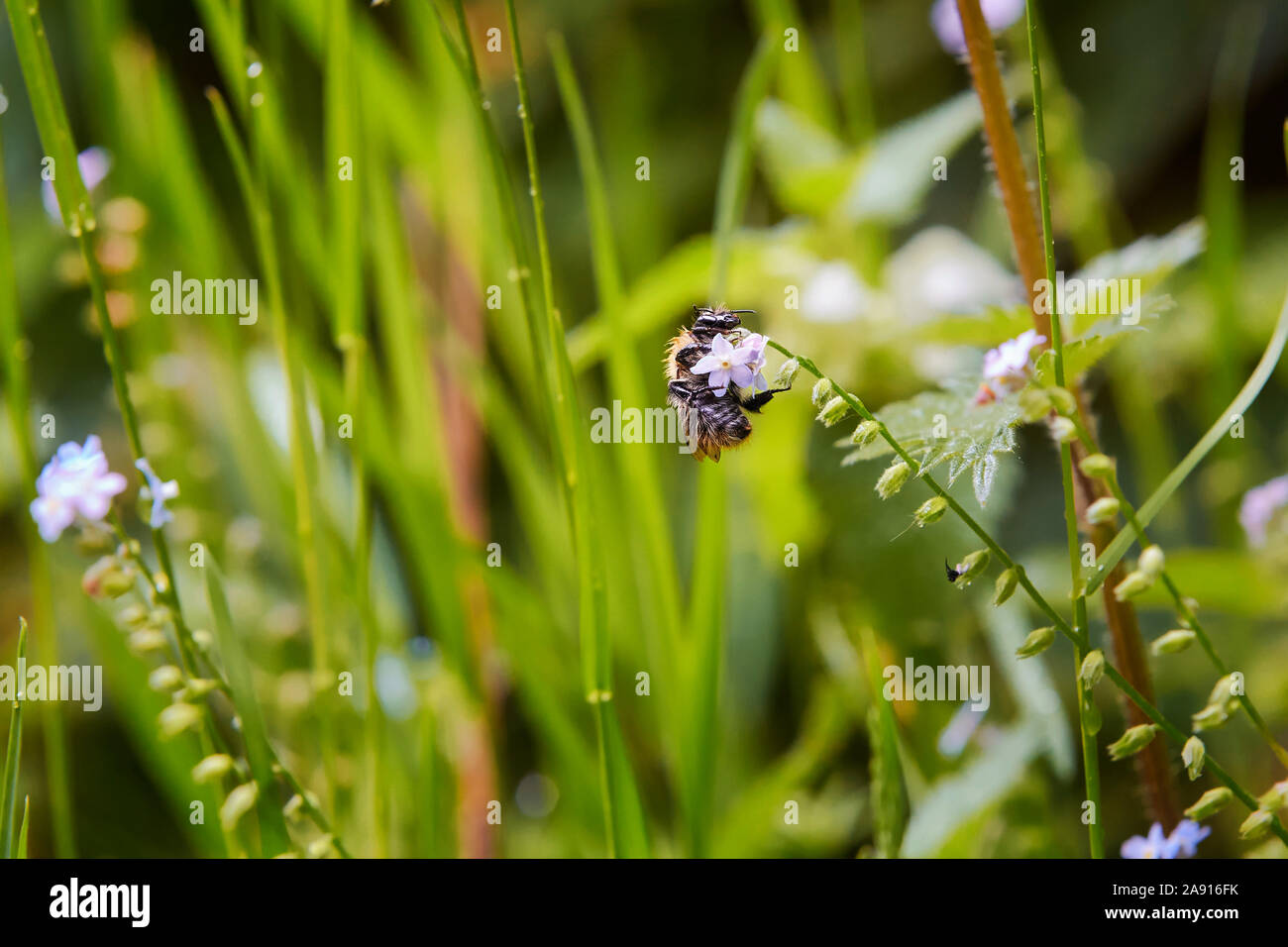Wet bee hanging on to a plant after a rainstorm Stock Photo