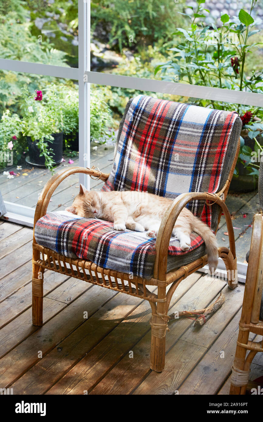Cat sleeping on chair Stock Photo Alamy