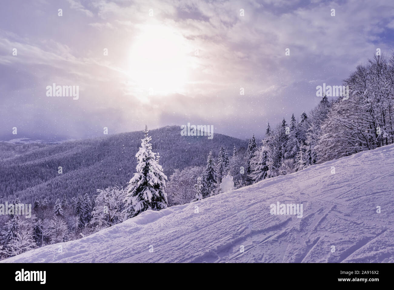 Beautiful winter view of Carpathian mountains covered by mixed forest. Trees are under heavy snow. Sun is shining through gap in clouds and it is snow Stock Photo