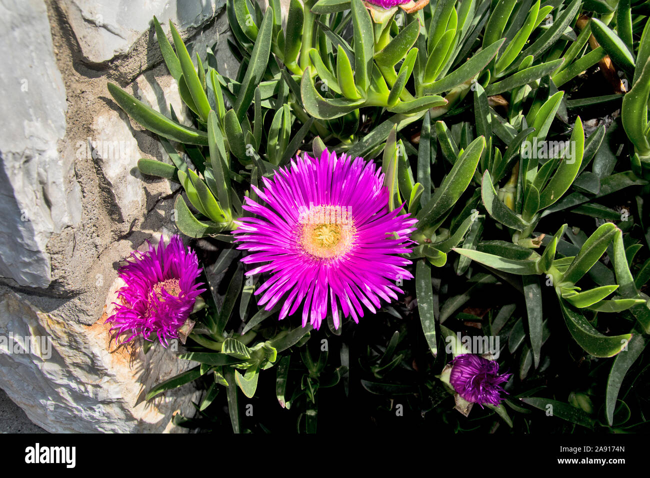 Beautiful cactus plant of the genus Delosperma bloom in defying the scorching summer sun. Stock Photo