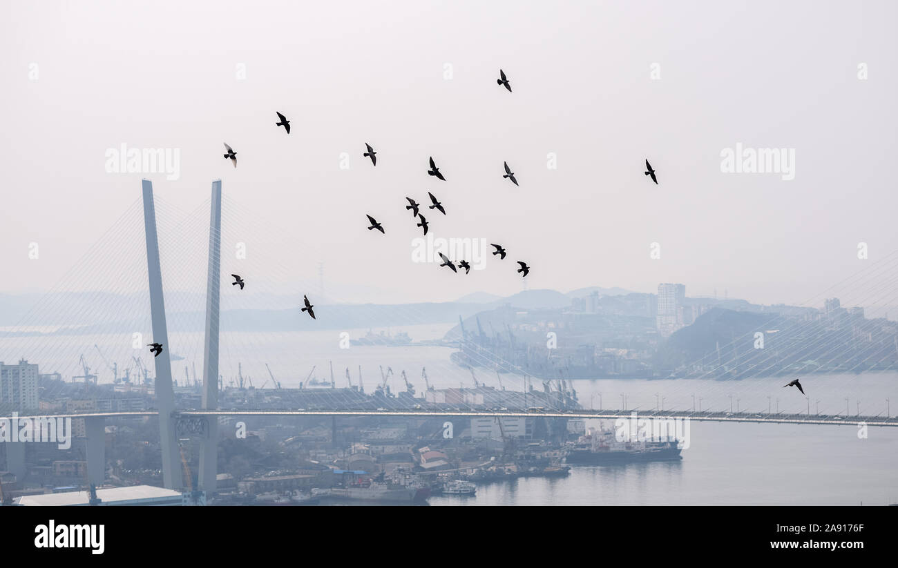 Pigeons flying over city hi-res stock photography and images - Alamy