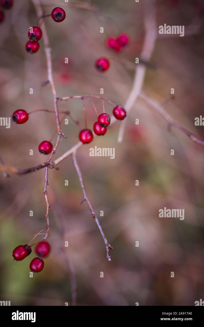 Berries on twig Stock Photo