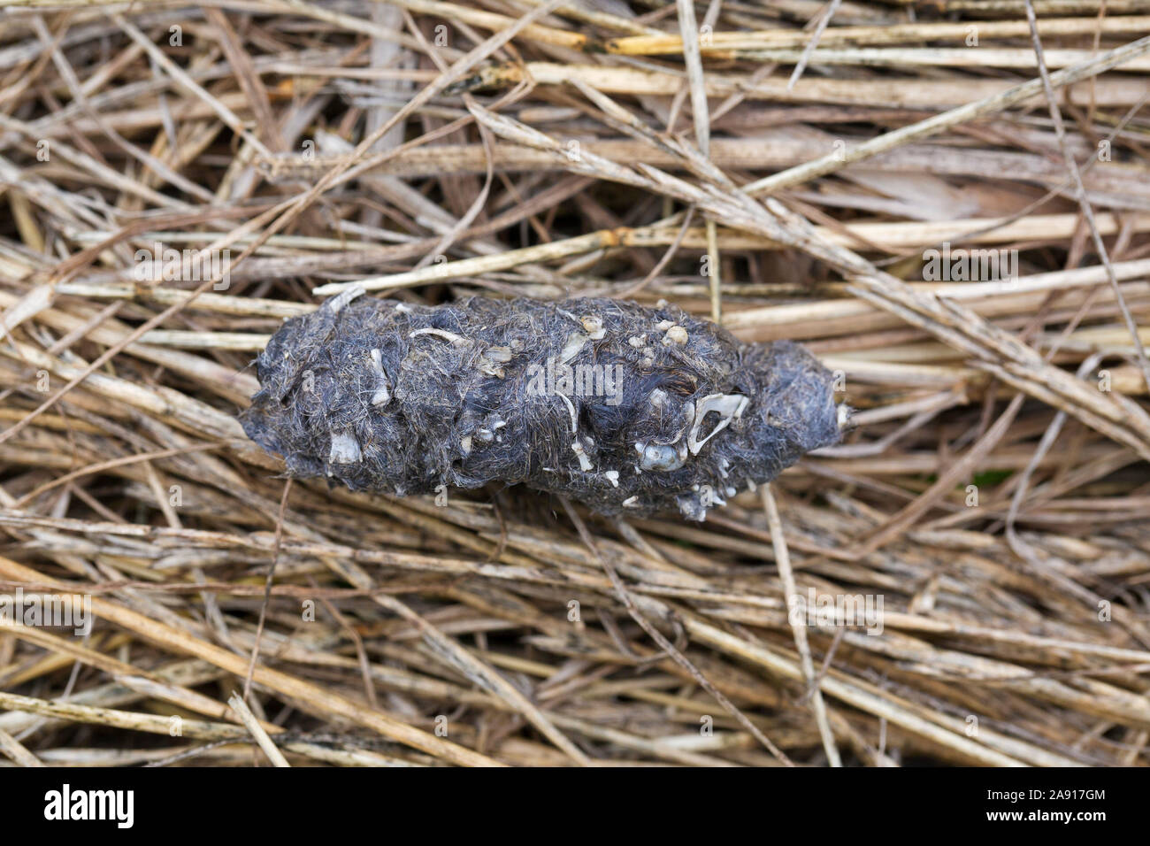 Short-eared owl (Asio flammeus / Asio accipitrinus) regurgitated pellet containing the remains of birds and mice Stock Photo