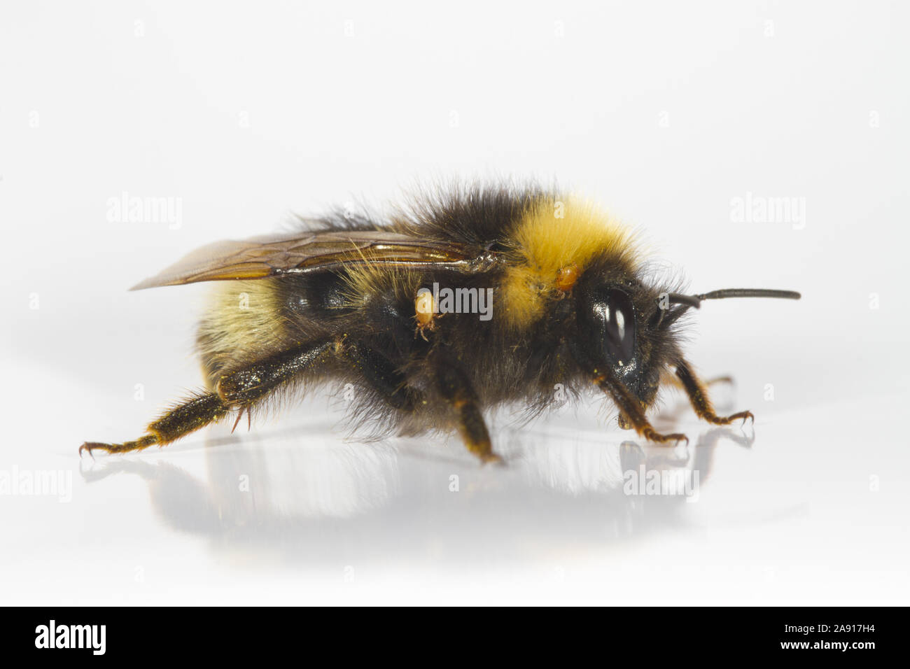 Forest Cuckoo Bumblebee (Bombus sylvestris) adult female photographed on a white background. Powys, Wales. May. Stock Photo