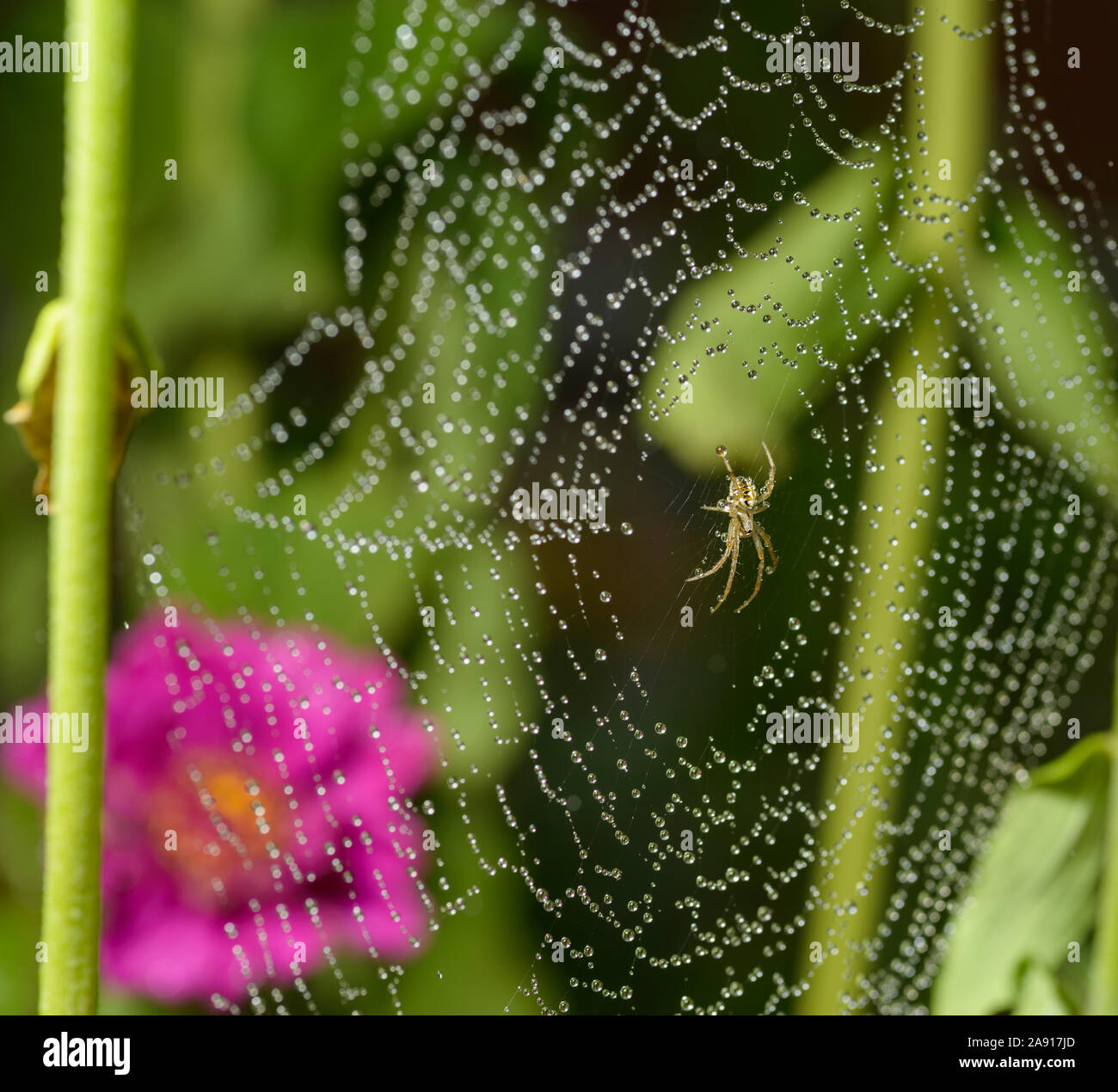 Araneus hairy field spider hi-res stock photography and images - Alamy
