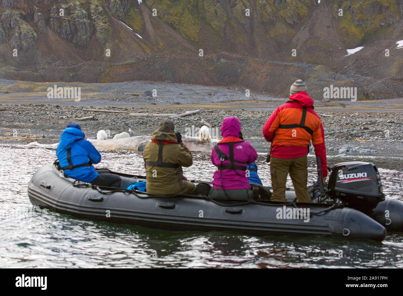 Scandinavia eco hi res stock photography - Eco Tourists In Zodiac Taking Pictures Of Scavenging Polar Bears Ursus Maritimus Feeding On Carcass Of Stranded Sperm Whale Svalbard Spitsbergen 2A917PH