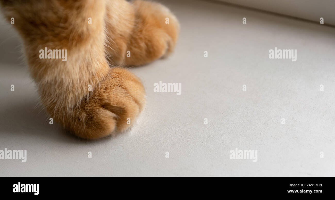 Ginger cat's paws on windowsill. Stock Photo