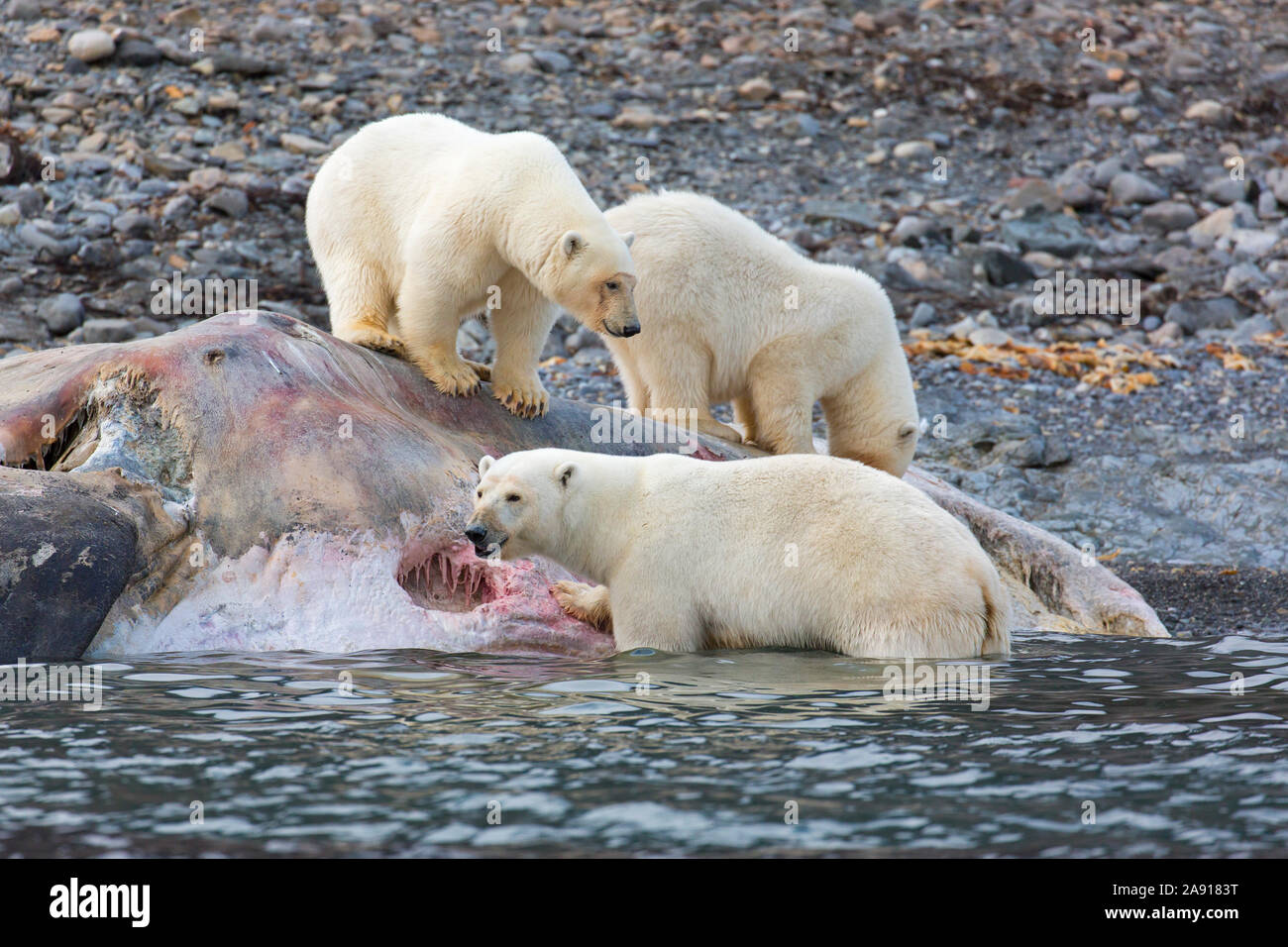 Three scavenging Polar bears (Ursus maritimus) feeding on carcass of stranded dead sperm whale along the Svalbard coast, Spitsbergen, Norway Stock Photo