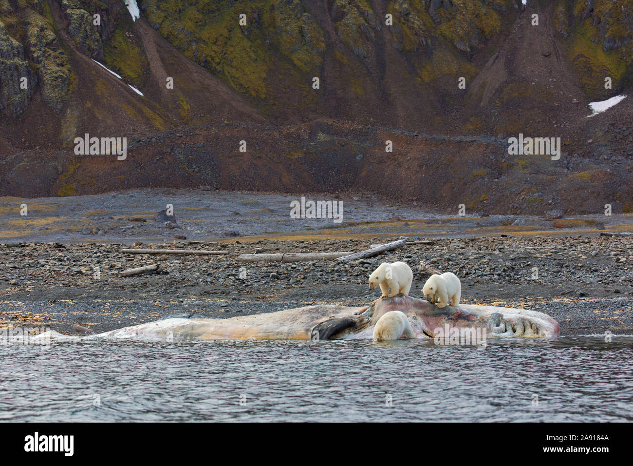 Three scavenging Polar bears (Ursus maritimus) feeding on carcass of stranded dead sperm whale along the Svalbard coast, Spitsbergen, Norway Stock Photo