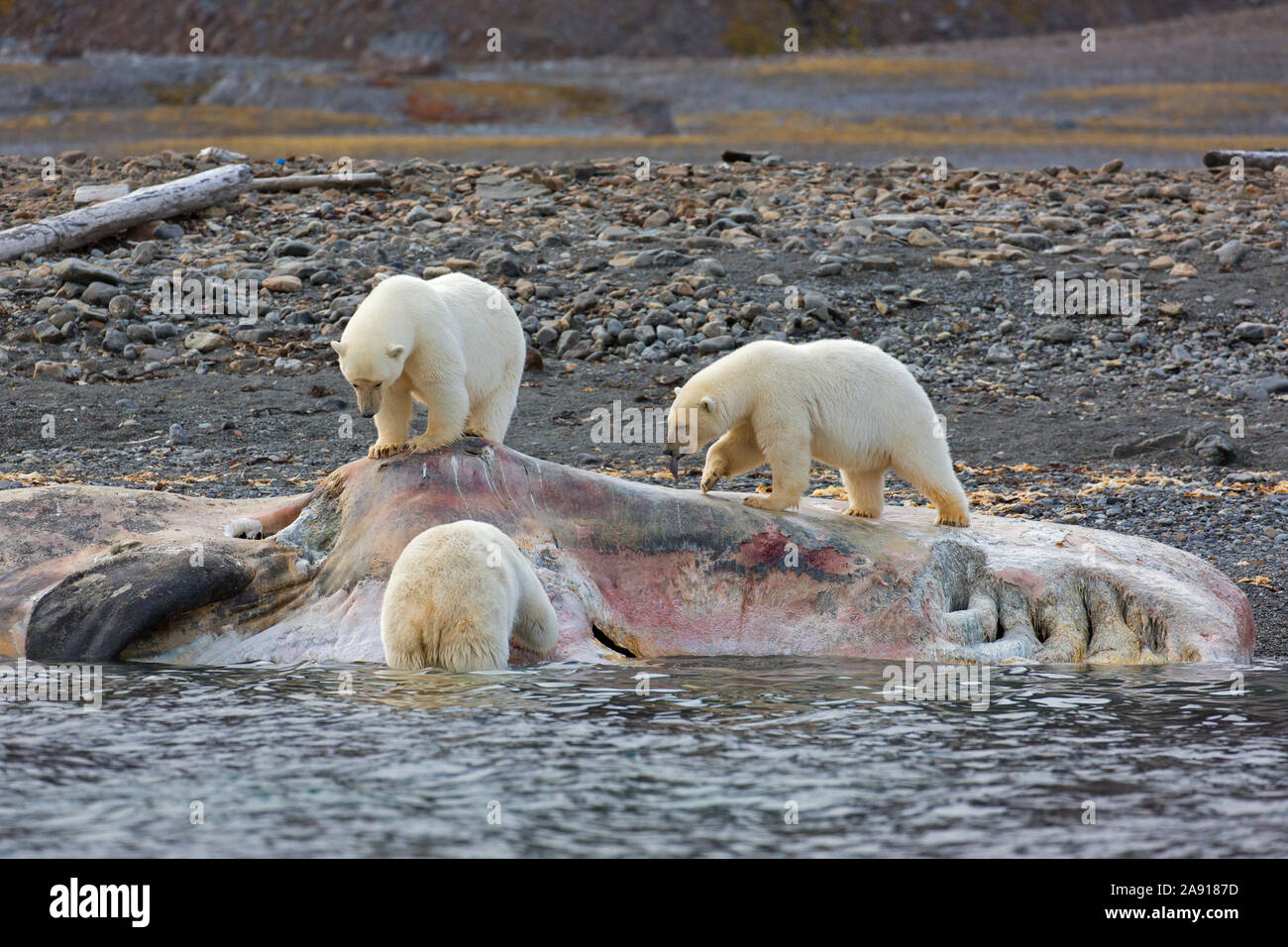 Three scavenging Polar bears (Ursus maritimus) feeding on carcass of stranded dead sperm whale along the Svalbard coast, Spitsbergen, Norway Stock Photo