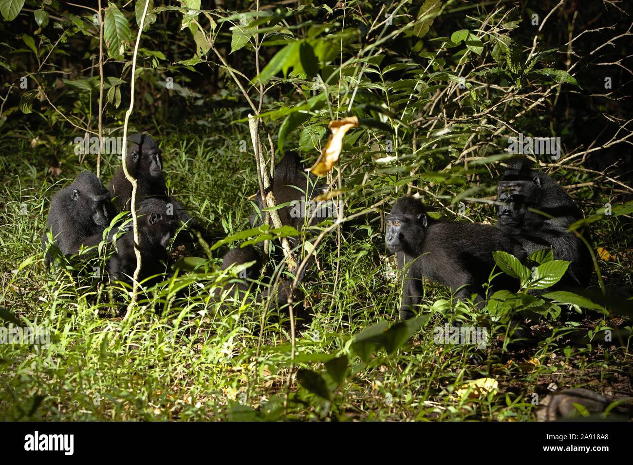 Group of yaki (Macaca nigra, Celebes crested macaque). Stock Photo