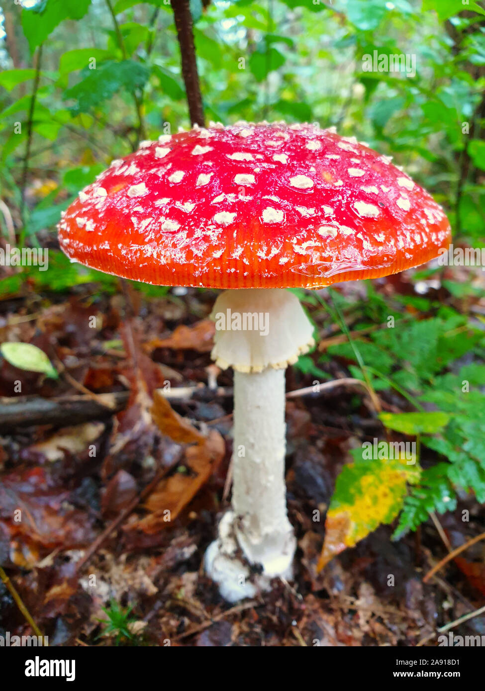 Amanita muscaria mushroom in a green forest Stock Photo