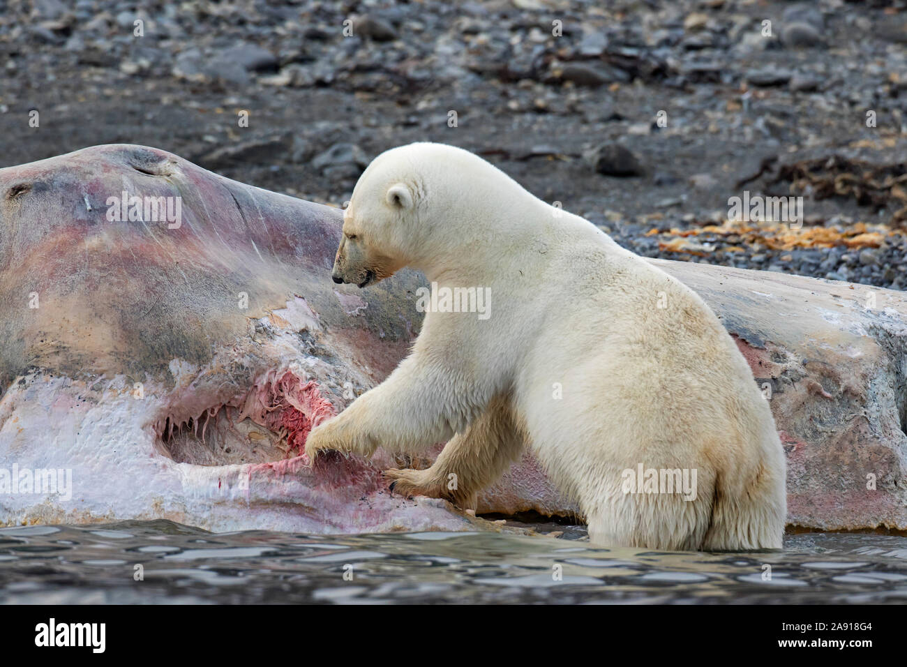 Scavenging Polar bear (Ursus maritimus) feeding on carcass of stranded dead sperm whale along the Svalbard coast, Spitsbergen, Norway Stock Photo