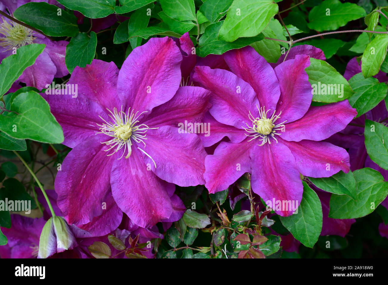 Clematis hybrid. Family Ranunculaceae. The President. Close up Early large flower with purple petals and yellow centre. Stock Photo