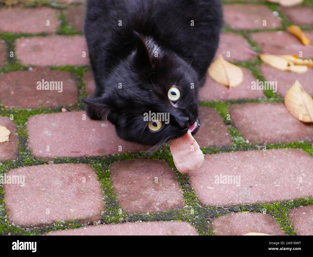 Black cat eats outdoors. Cat eats fresh food outdoors. A piece of meat for kata. Stock Photo