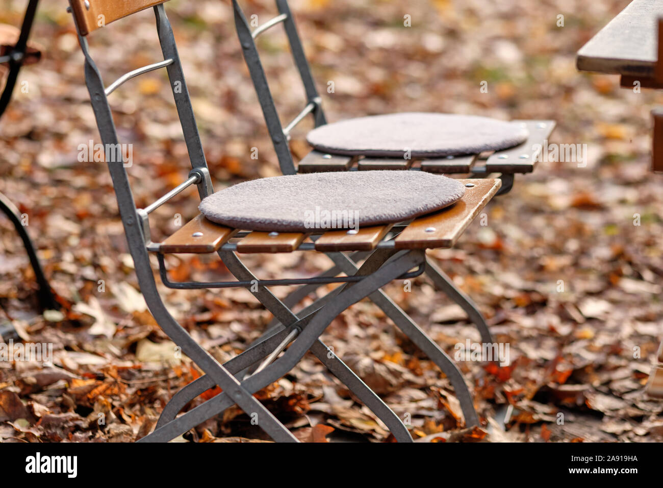 Two empty chairs made of steel and wood with seat cushions standing outdoors in a lawn covered with fallen brown autumn foliage at the end of season. Stock Photo