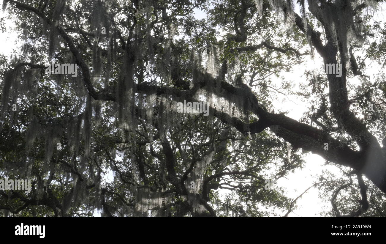 backlit spanish moss on trees at chippewa square in savannah Stock