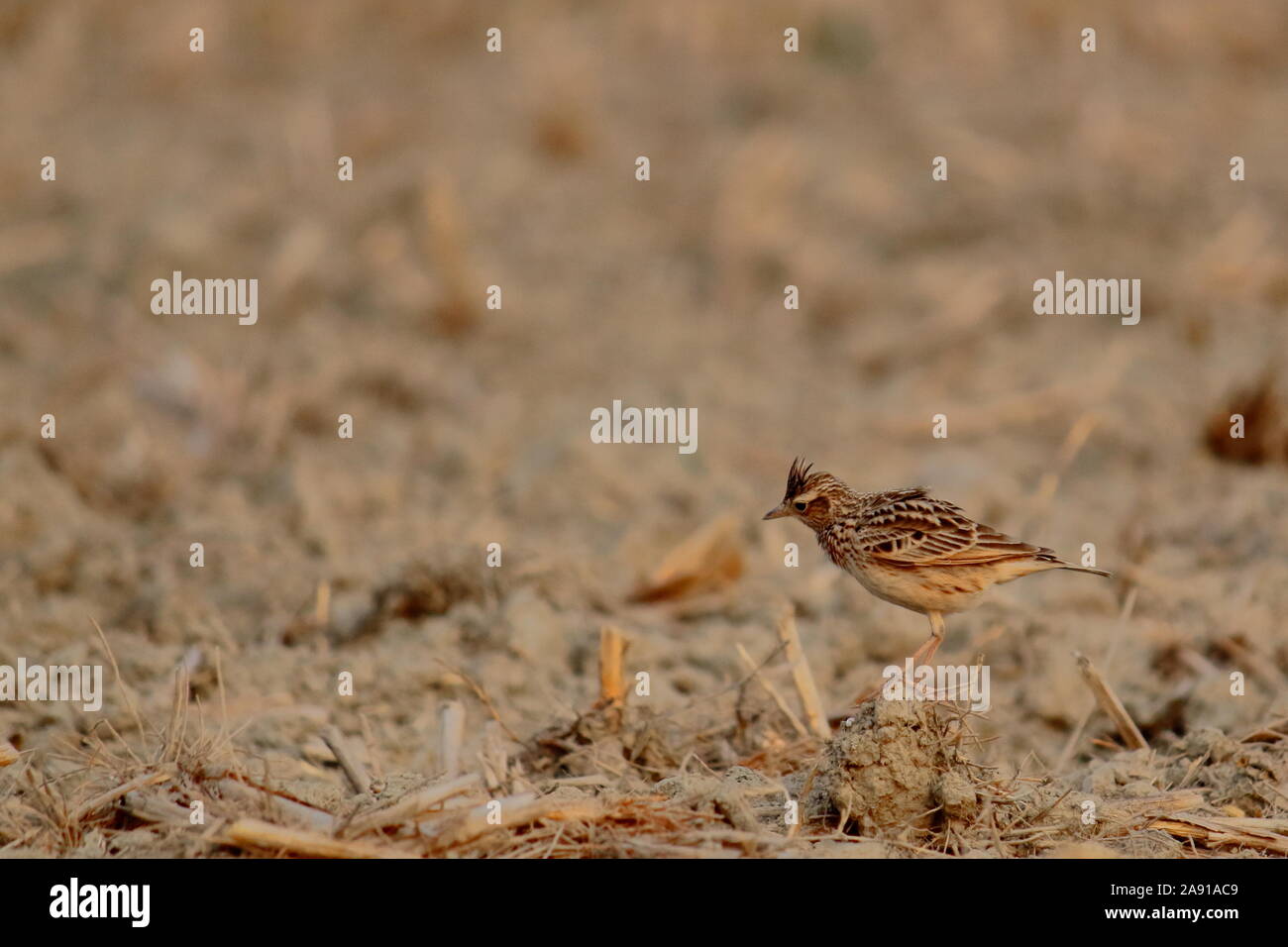 A oriental skylark (Alauda gulgula) in a drought-stricken paddy-field, countryside of West Bengal in India Stock Photo