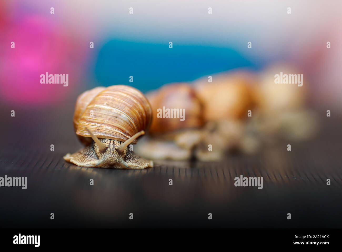 big snails crawling one on one in the studio Stock Photo