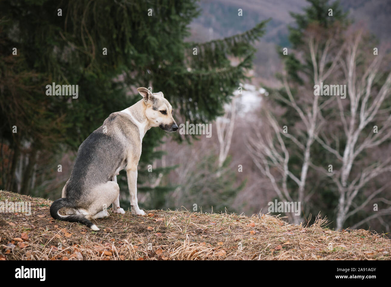 A gray dog is sitting on a hill. Spring in a mountain forest Stock Photo