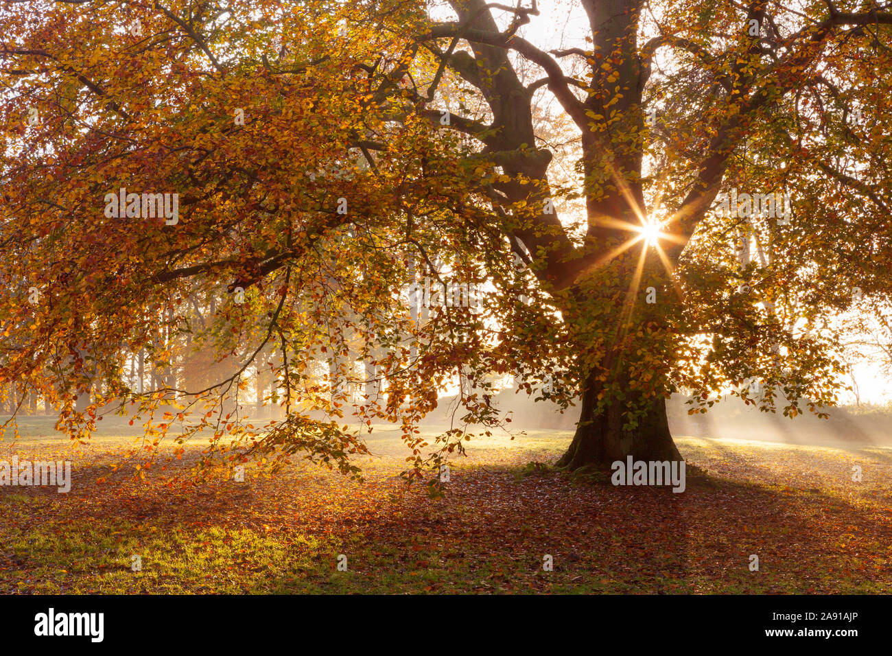 Barton-upon-Humber, North Lincolnshire, UK. 9th November 2019. UK Weather: A Beech tree in Baysgarth Park on a misty Autumn morning in November. Stock Photo