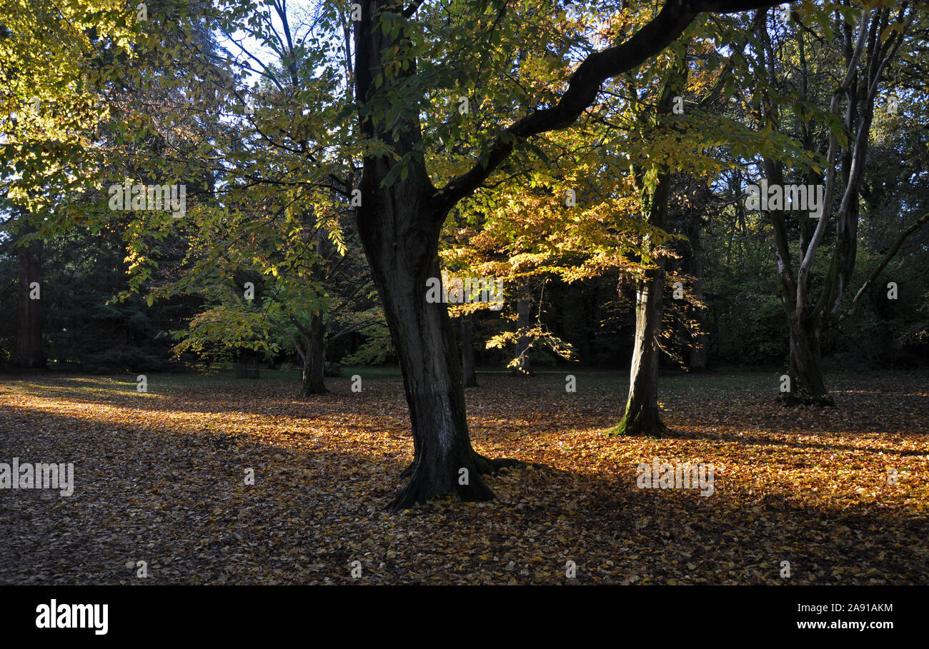 Trunks of tree hires stock photography and images Alamy