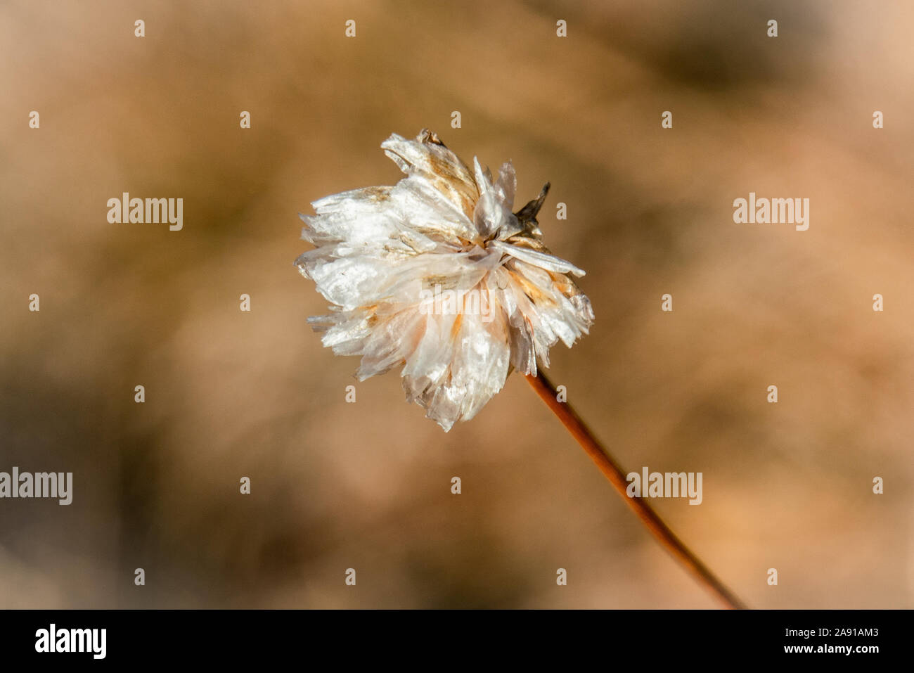 Macro close up of a withered but still beautiful alpine thrift (Ameria alpina) in autumn, isolated with blurry brown bokeh background Stock Photo