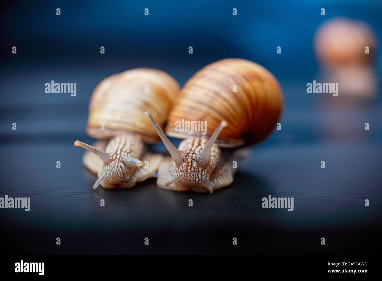 big snails crawling one on one in the studio Stock Photo
