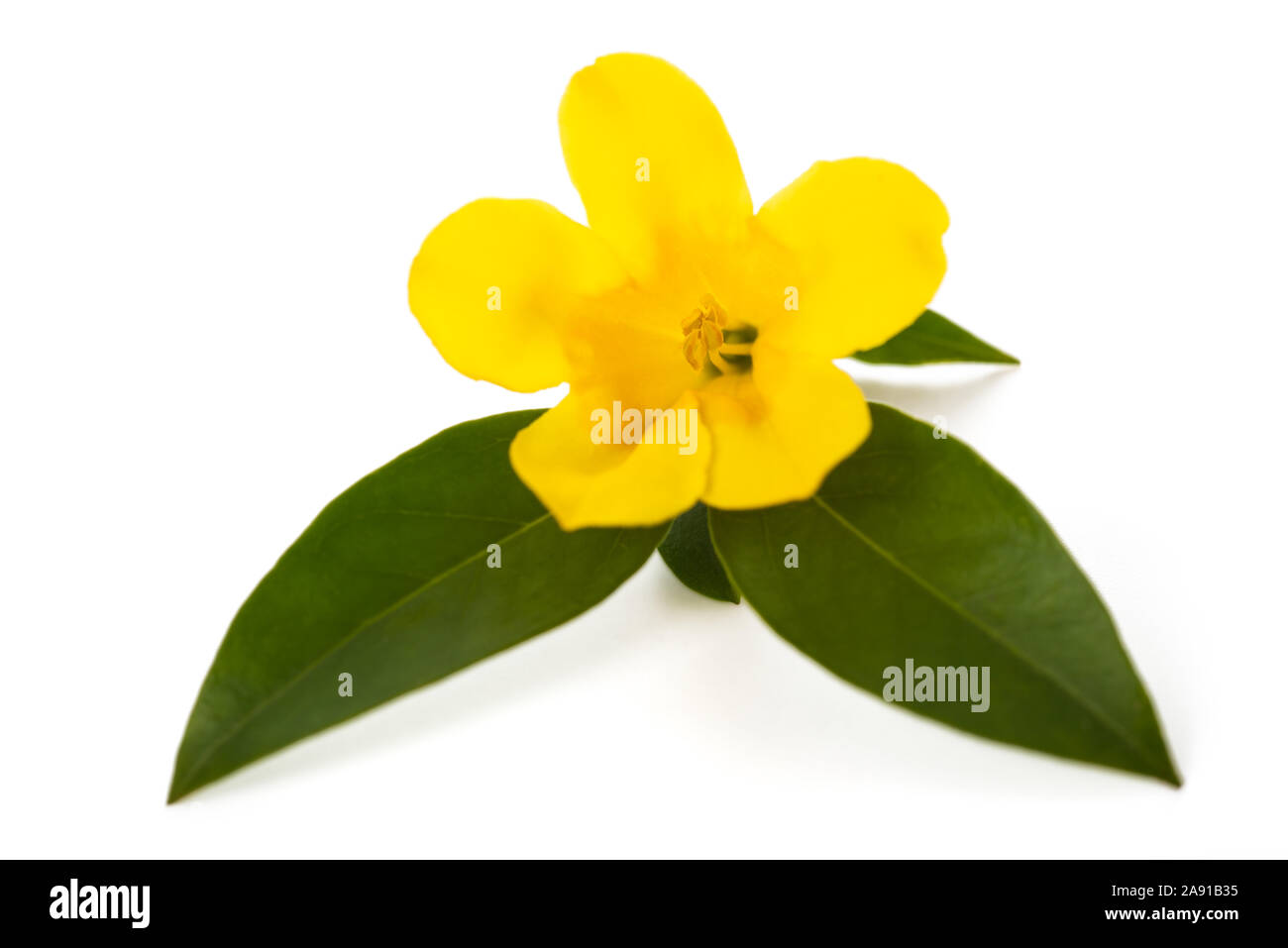 Yellow Jessamine Stock Photos Yellow Jessamine Stock Images Alamy