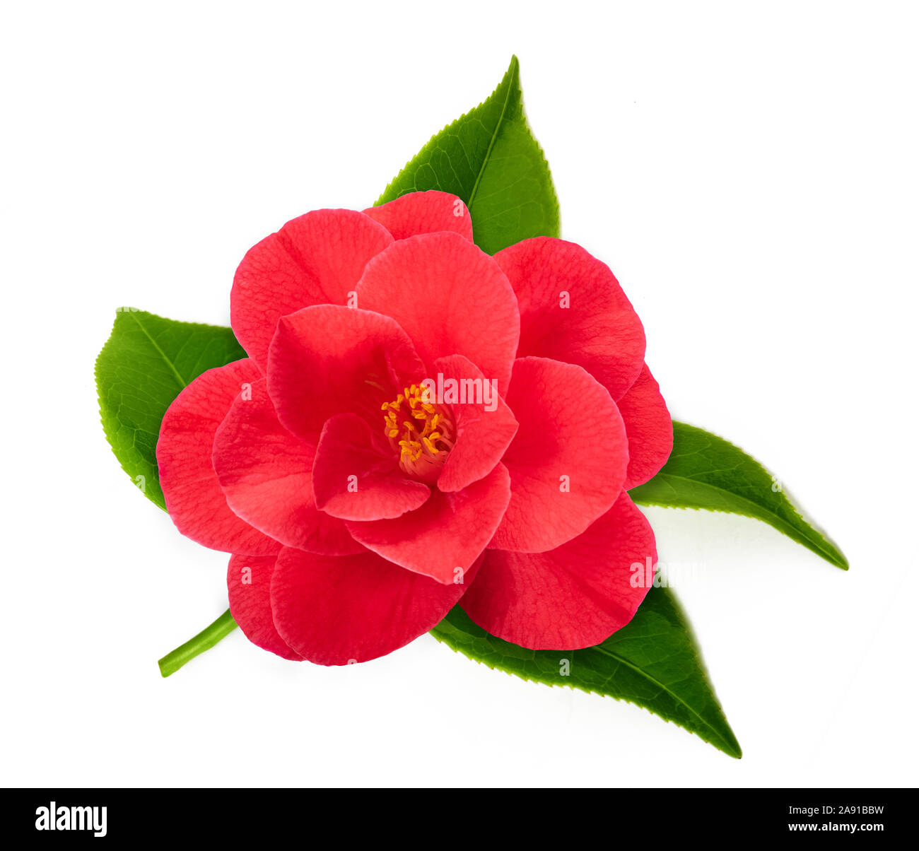Red camellia flower hi-res stock photography and images - Alamy
