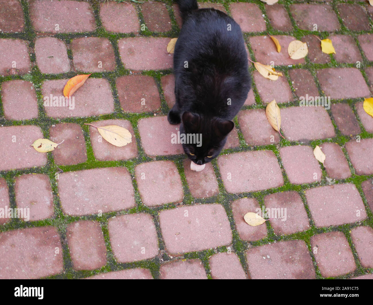 Black cat eats outdoors. Cat eats fresh food outdoors. A piece of meat for kata. Stock Photo