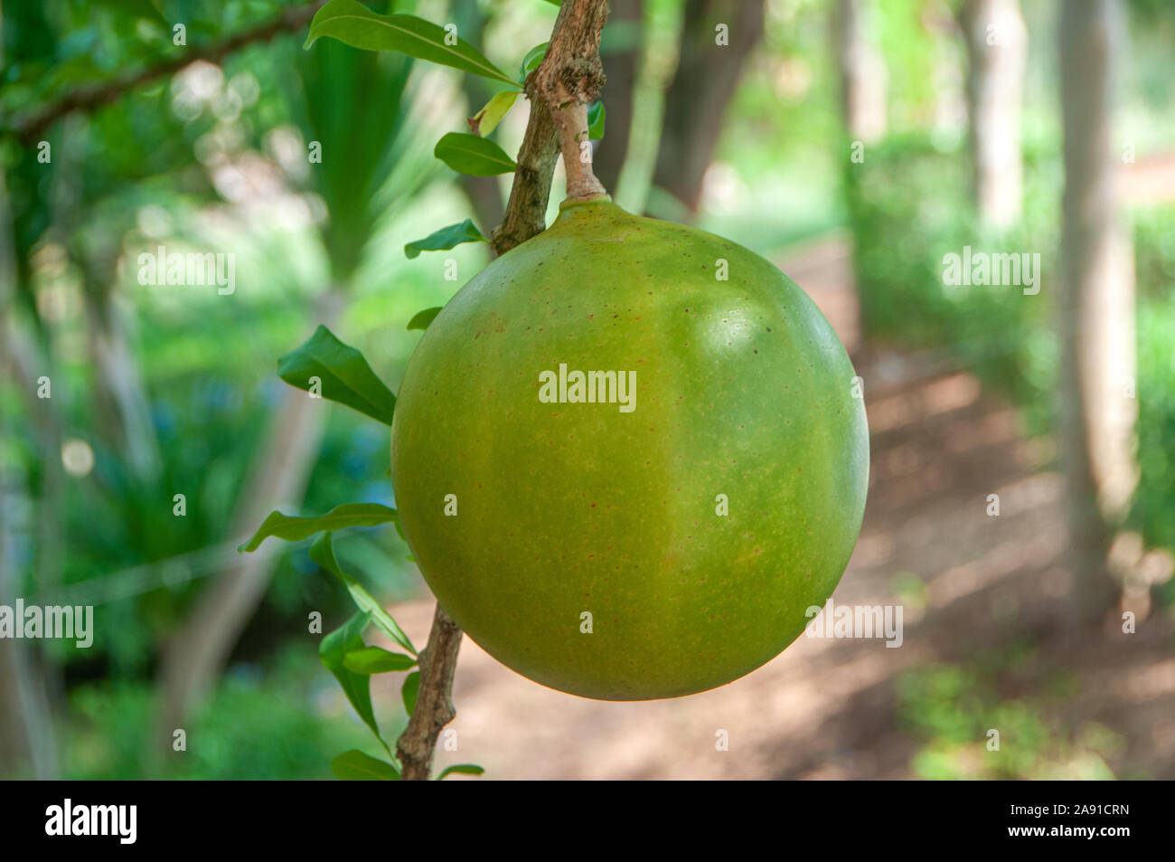 Close Up Of Fresh Green Calabash Fruit With Green Background Natural Calabash Tree Crescentia Cujete L Background Stock Photo Alamy