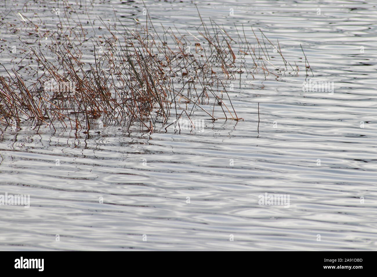 Reeds in water Stock Photo - Alamy