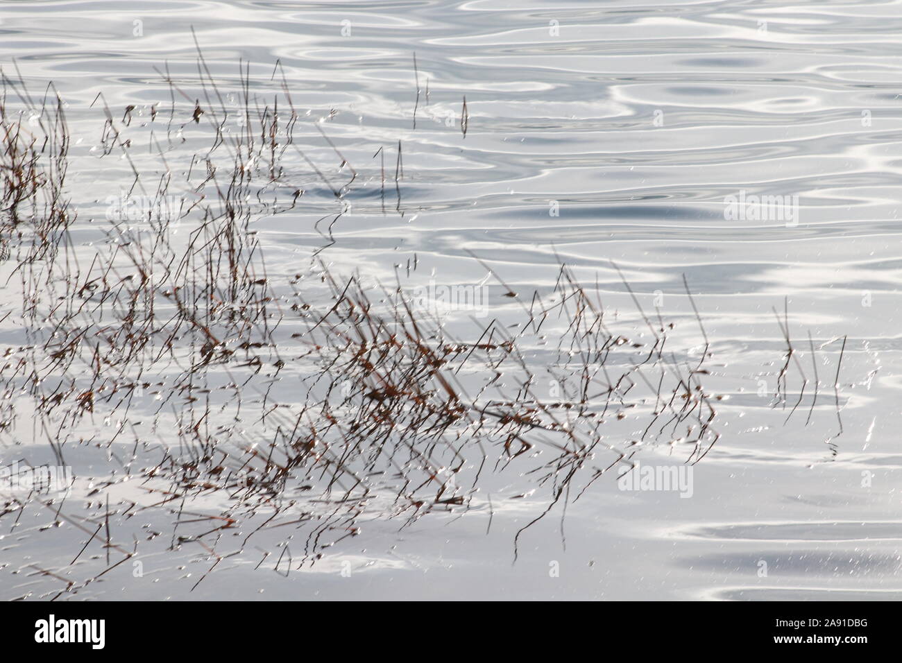 Reeds in water Stock Photo Alamy