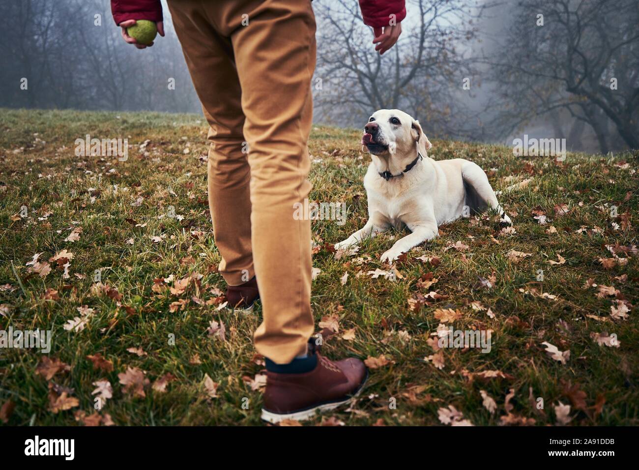 Dog and man on walk in autumn nature. Obedient labrador retriever looking up to his owner. Stock Photo