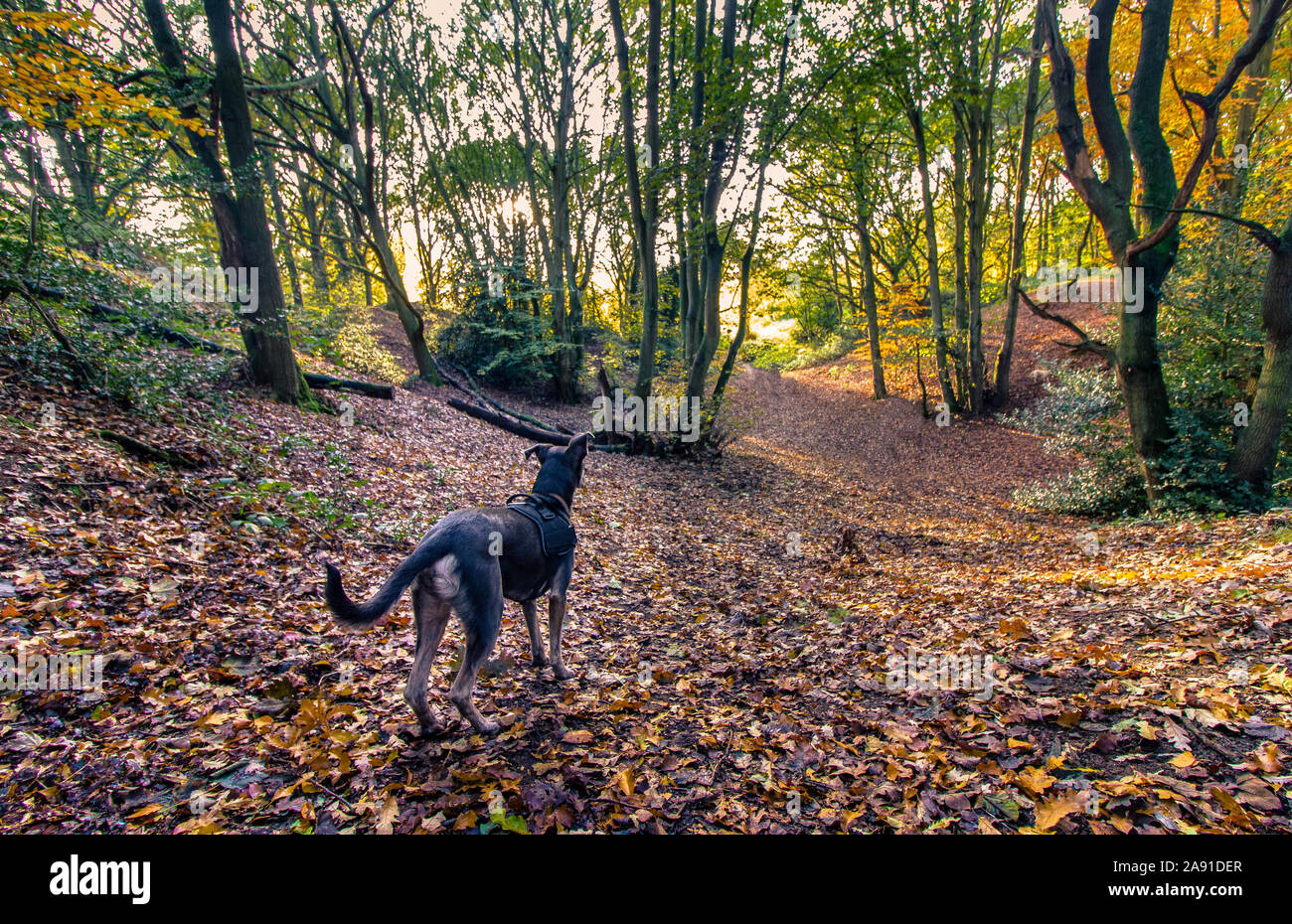 Large Dog on a Walk in Beautful Autumnal Woods at Sunset - Norfolk, UK Stock Photo