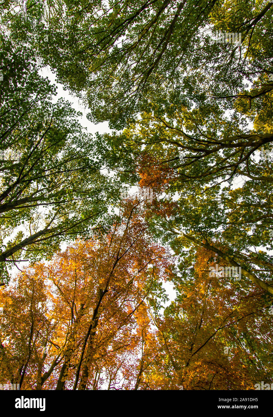 Looking Up at Autumnal Leaves with a Green and Orange Contrast - Norfolk, UK Stock Photo