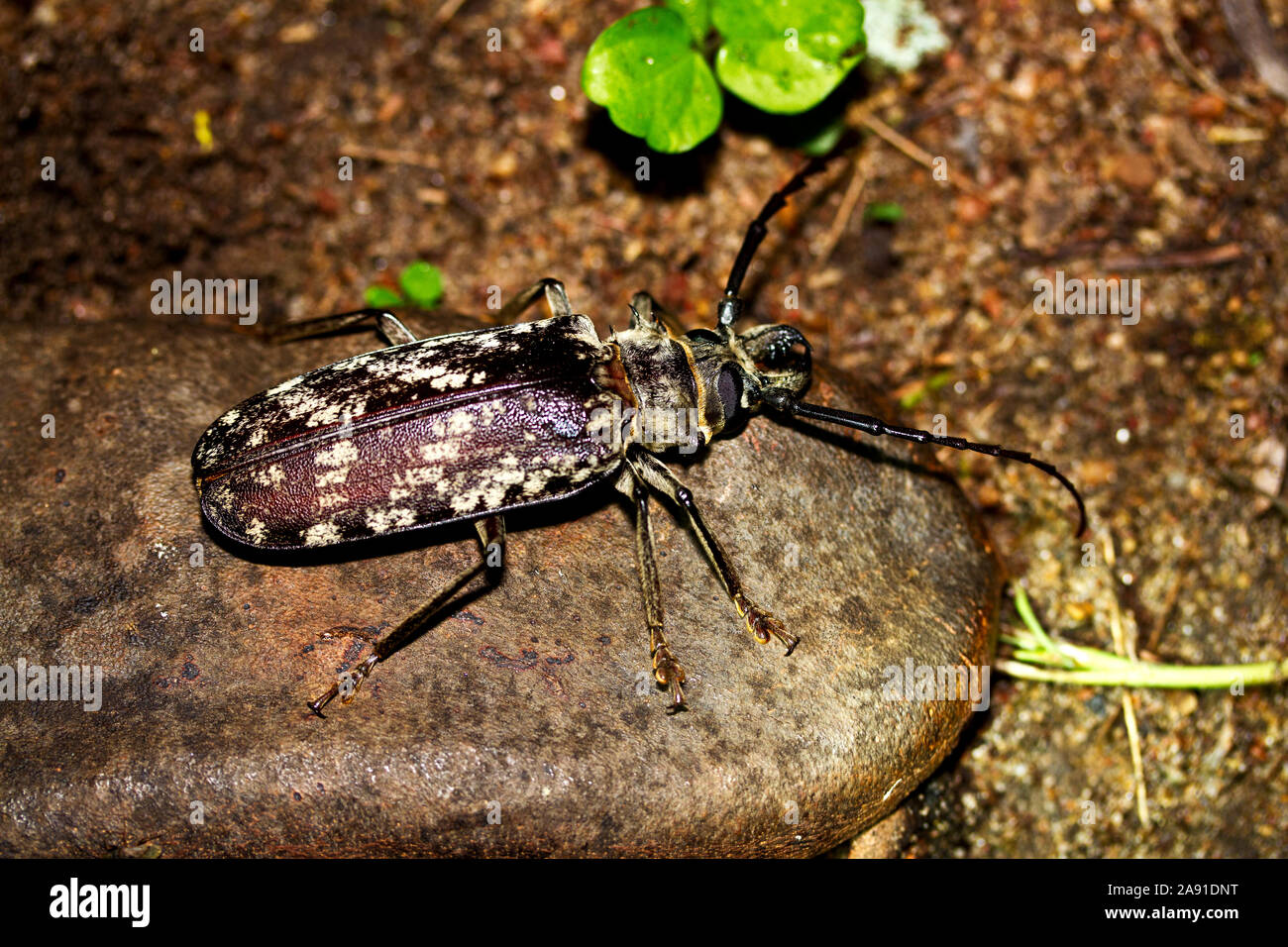 A massive beetle with well developed and enlarged mandibles that can deliver a powerful bite. The huge larvae of the Giant Longhorn bore into marula a Stock Photo