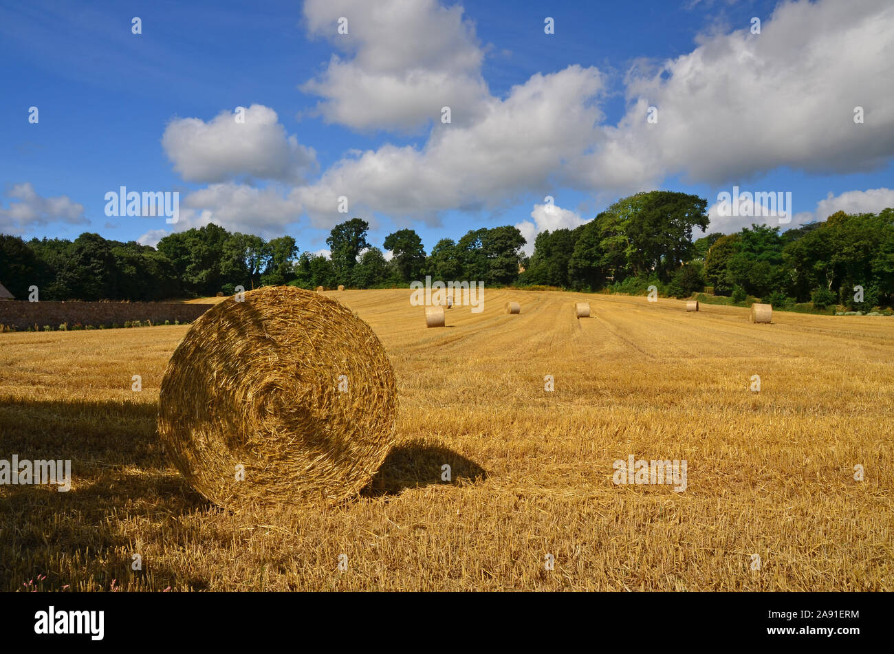 Bales of straw in field, Brittany, France Stock Photo