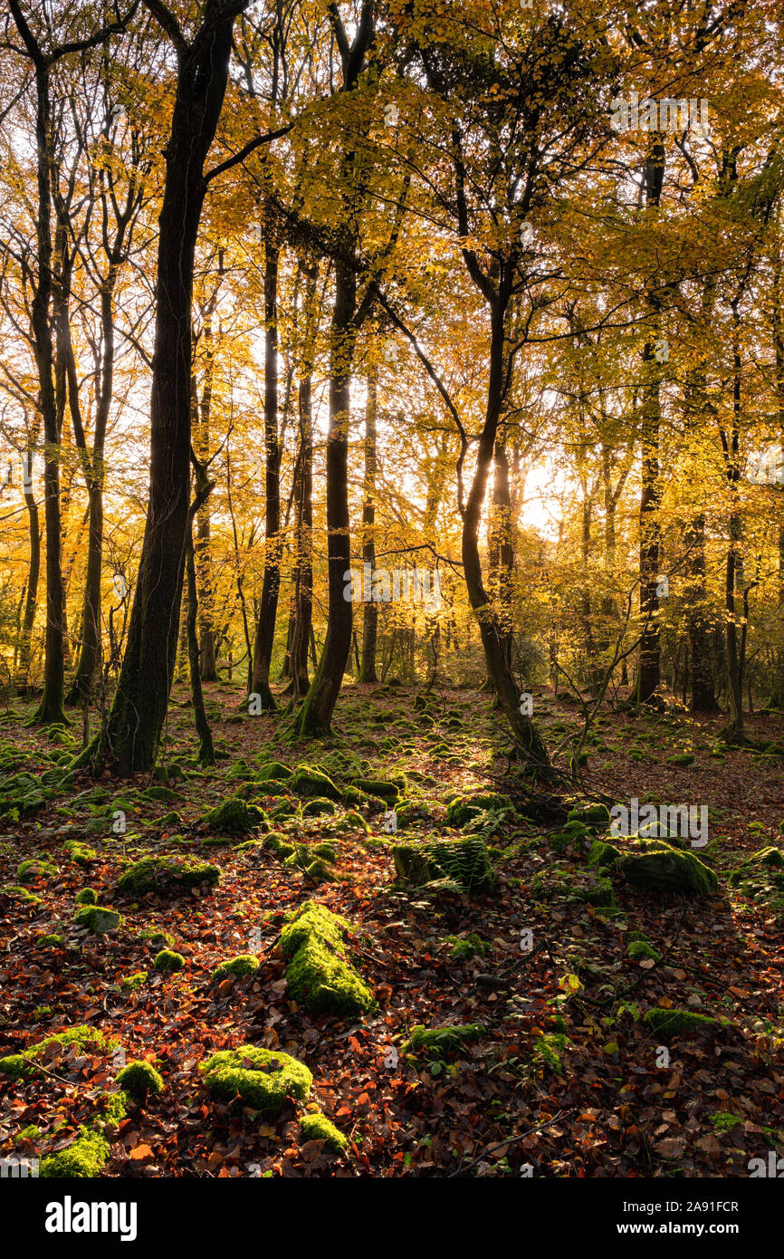 Autumnal trees in the lower Wye Valley, Wales. Stock Photo