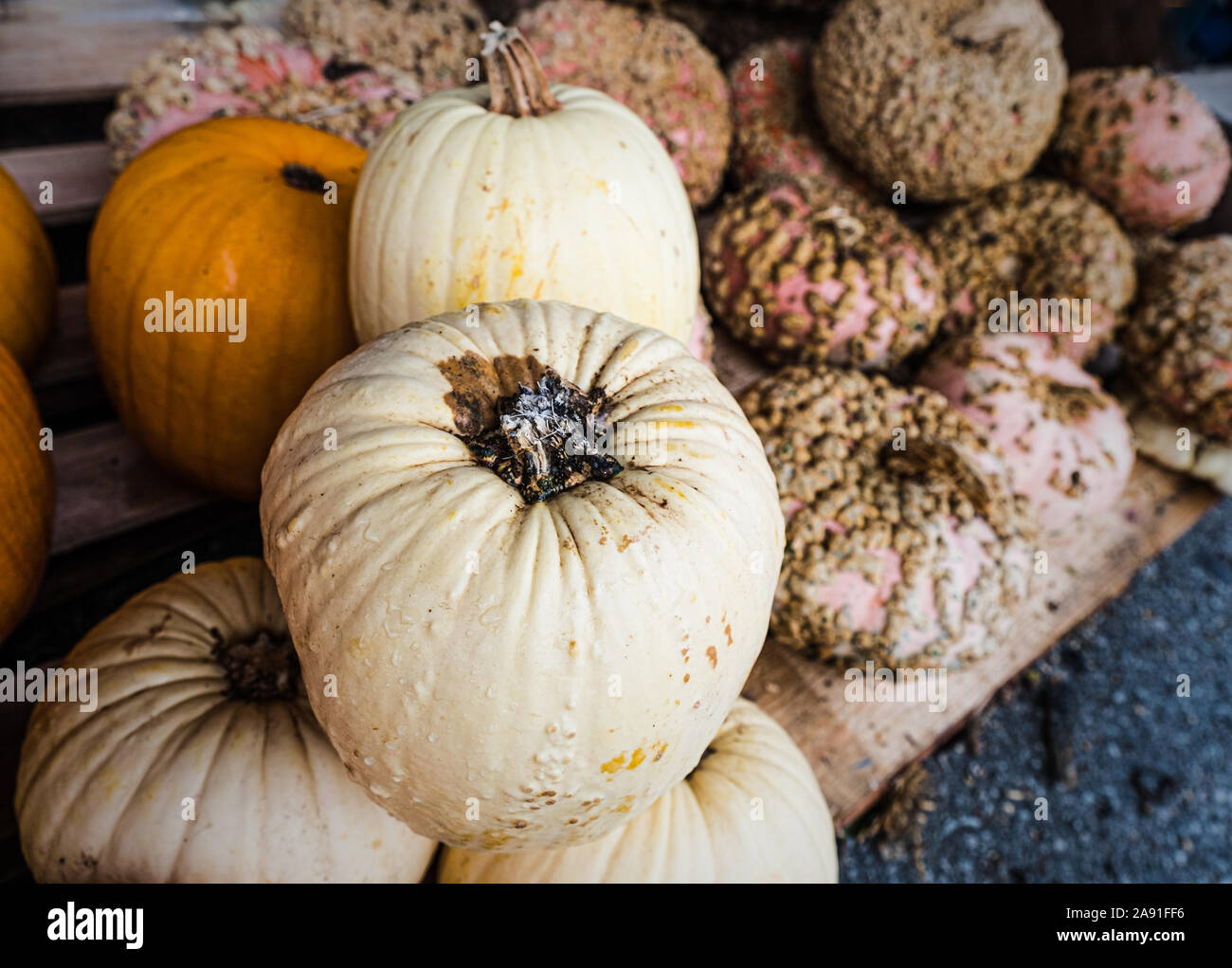 Colourful pumpkins and gords on sale at an Amish store in Nolansville