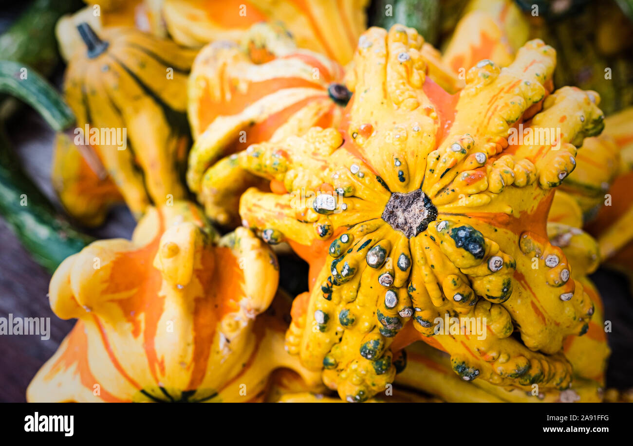 Colourful mixture of Gords on sale at an Amish store in Nolensville, Tennessee Stock Photo Alamy