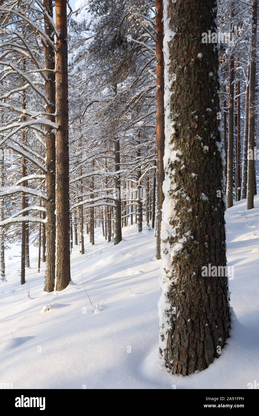 Pine tree trees hi-res stock photography and images - Alamy