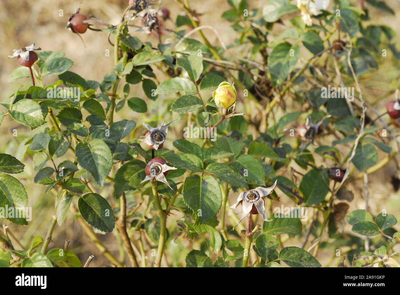 a monthly rose bug and fruits in the green autumn Stock Photo