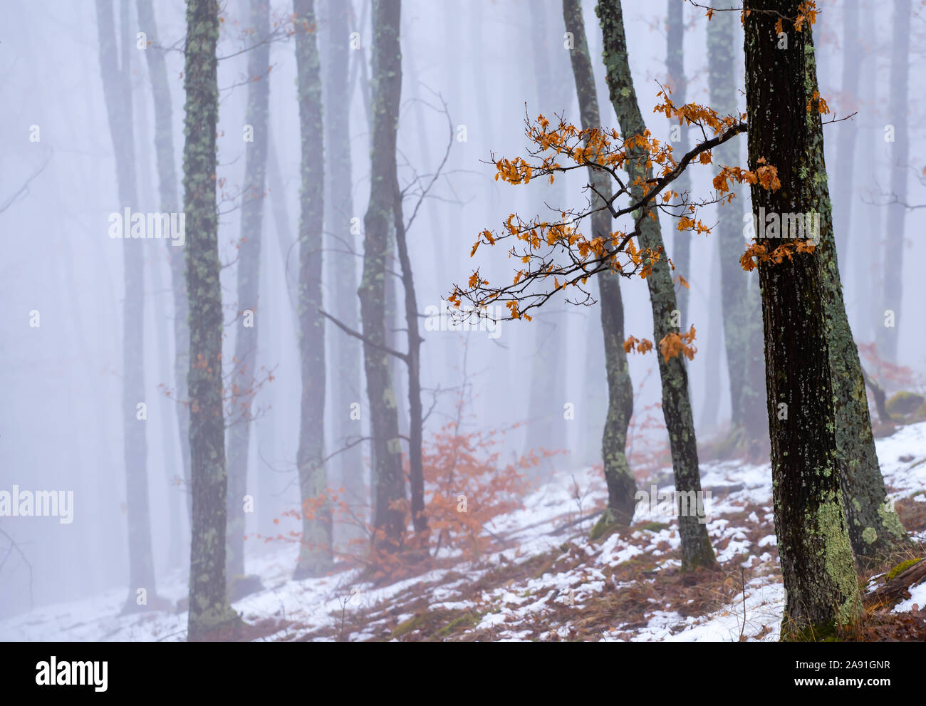 Magic, mysterious forest with trees in fog Stock Photo - Alamy