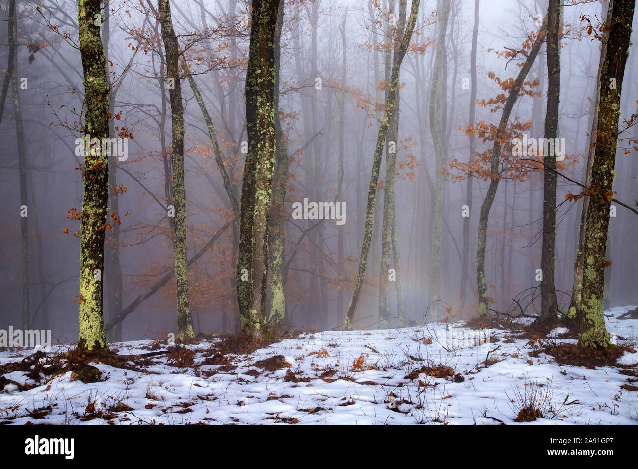 Magic, mysterious forest with trees in fog Stock Photo - Alamy