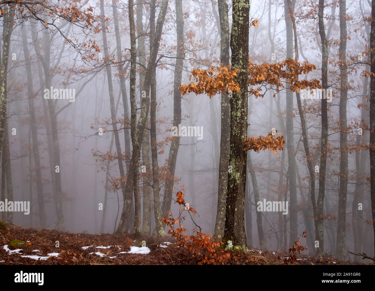 Magic, mysterious forest with trees in fog Stock Photo - Alamy