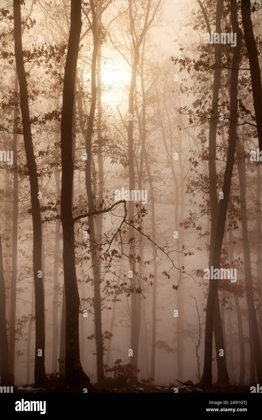 Magic, mysterious forest with trees in fog Stock Photo - Alamy